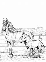 Paarden Paard Kleurplaat Kleurplaten Horses Pferde Kleurplat Kleurplaatjes Stemmen sketch template