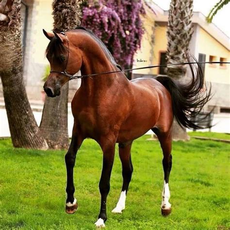superb arabian horses youtube