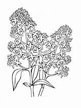 Lilac Coloring Pages Flower Flowers Print Color Getcolorings Designlooter Getdrawings Printable 1000px 41kb sketch template