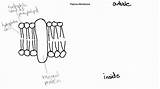 Drawing Label Biology Membrane Plasma Draw Ib Drawings Topic sketch template
