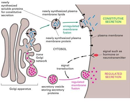 cellular processes