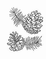 Pine Coloring Cones Pages Cone Printable Drawing Pinecone Colouring Fall Template Coloringcafe Line Ausmalen Cache Patterns Embroidery Adult Crafts Ae sketch template