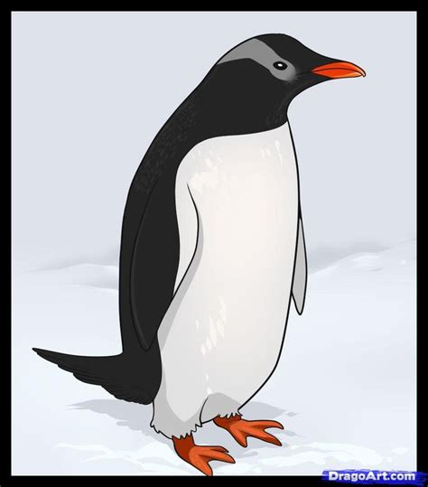 draw  penguin artwork   pinterest animals   draw  step  step