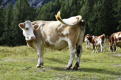 long  cows   coes comparison  faq animal queries