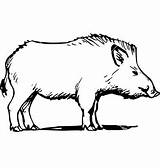Wild Boar Drawing Hog Pig Feral Vector Vectorstock Drawings Coloring Animal Drawn Paintingvalley Hunting sketch template