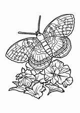 Bloemen Vlinders Kleurplaten Vlinder Papillon Moeilijk Bloem Imprimer Afbeeldingsresultaat Downloaden Uitprinten Coloriages Danieguto sketch template