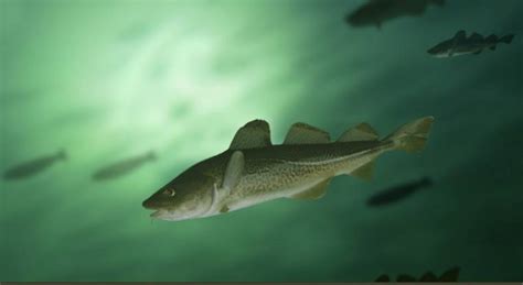 beneath  surface fish welfare  european aquaculture