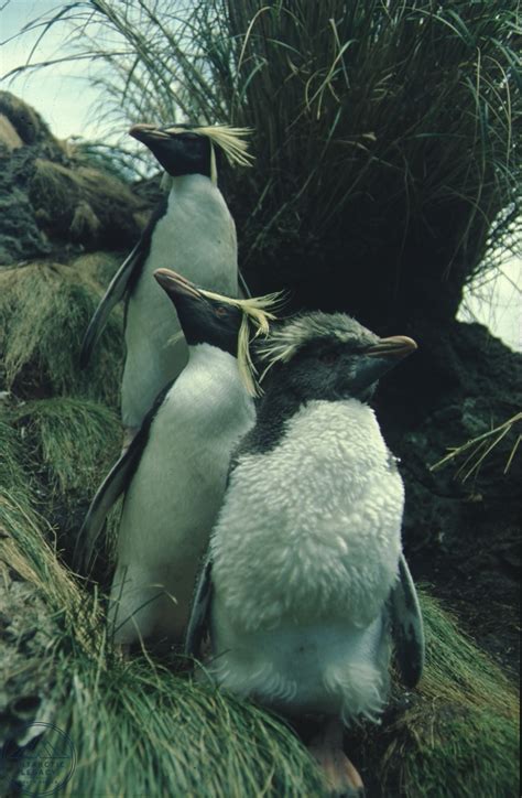 penguins  gough island