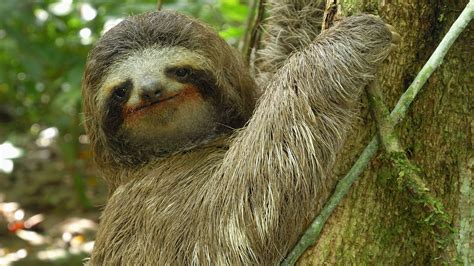 animal misfits  toed sloth  slowest mammal   world nature pbs