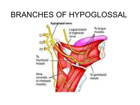hypoglossal nerve cranial nerve xii  hypoglossal nerve