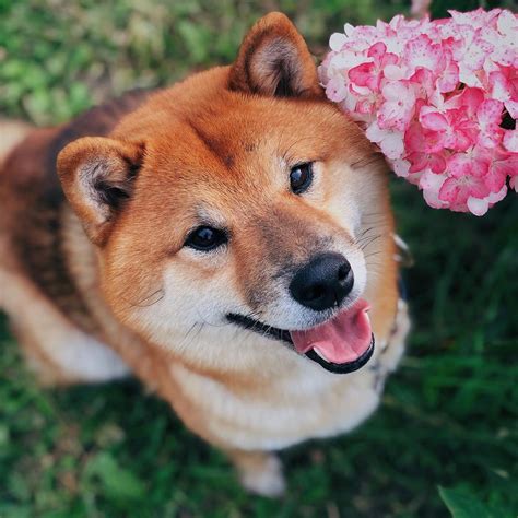 pros  cons  owning shiba inu dogs pettime