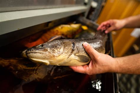 invasive snakehead fish   maryland delaware rivers chesapeake
