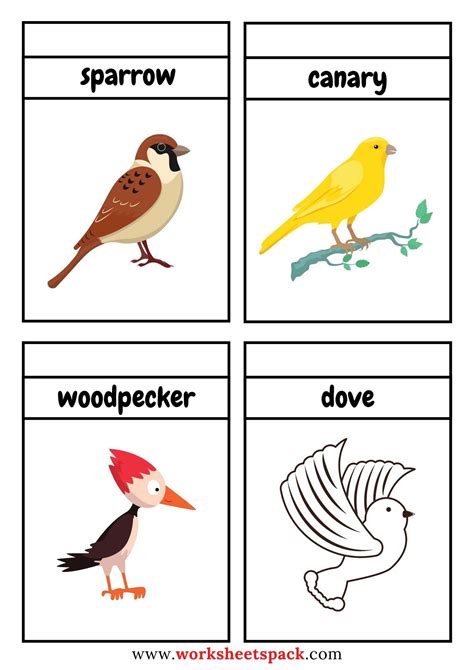 printable birds flashcards  printable   worksheets pack