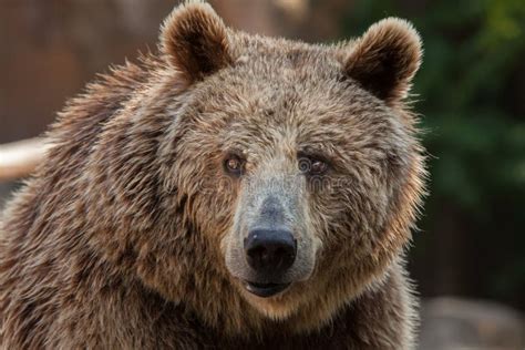 eurasian brown bear ursus arctos arctos stock photo image  european