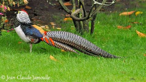 lady amhersts pheasant