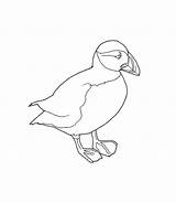 Puffin Coloring Comments sketch template