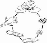 Frosch Lebenszyklus Entwicklung Abfolge Malvorlagen Phasen Erwachsenen Stages Amphibie sketch template