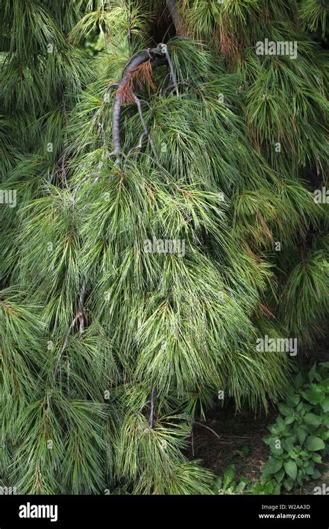 weeping eastern white pine stock photo alamy
