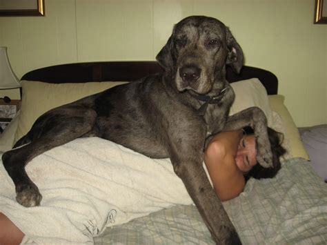 16 things you should never say to a great dane s face barkpost