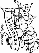 Arkansas Coloring Apple State Blossom Pages Flowers Flower Drawings Kids Alabama 89kb Printable Popular sketch template