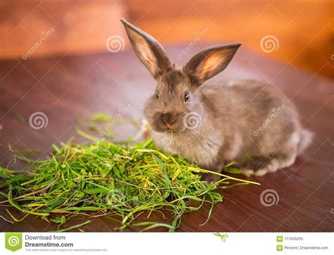 Brown Rabbit Eating Grass Stock Image Image Of Eyes