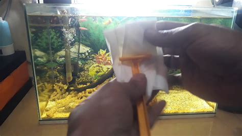 bersihkan kaca aquarium sederhana youtube