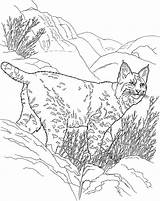 Bobcat Lince Lynx Luchs Colorir Ausmalbilder Hills Rossa Linci Supercoloring Selvagens Selvagem Animal Roux Malvorlage Colorironline Desenhos Printmania Template sketch template