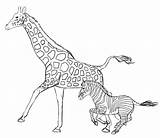 Zebra Draw Giraffe Drawing Zebras Giraffes Step Animals Drawings Sketch Animal Africa Paintingvalley Auswählen Pinnwand sketch template