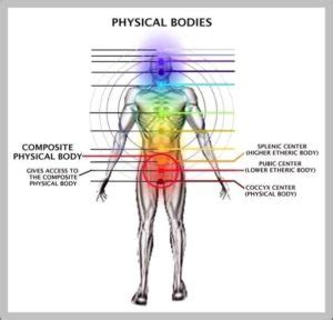 male body parts diagram image anatomy system human body anatomy diagram  chart images
