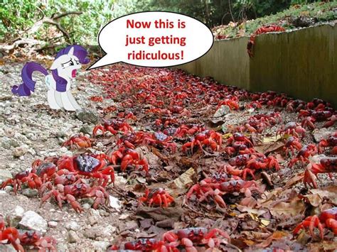 120 Million Crabs Hit The Streets