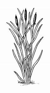 Cattail Clipart Drawing Family sketch template