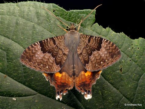 photo  fuzzy swallowtail moth     wallpaper