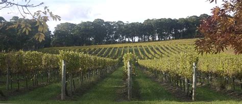centennial vineyards bowral eventfinda