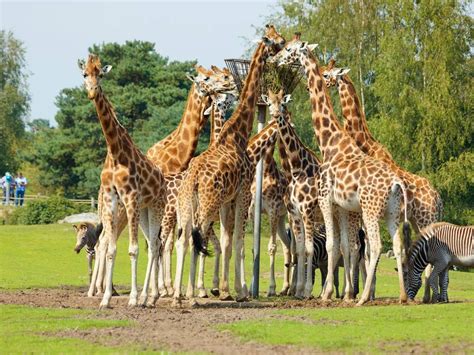 alle informatie  de giraffe beekse bergen okapi bergen resorts getaways ranger hotels