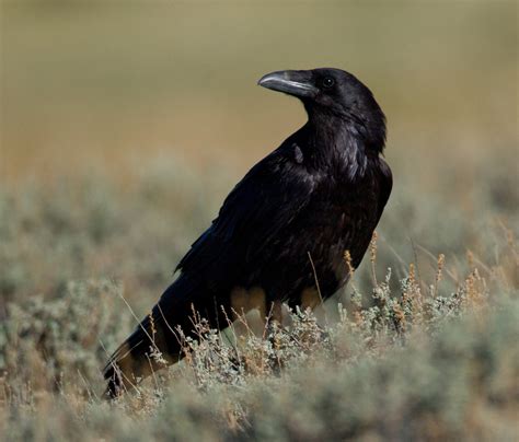 uncommonly intelligent ravens   top   class buena vista audubon