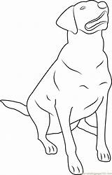 Labrador Retriever Coloringpages101 Lab Dogs sketch template