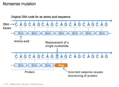 what kinds of gene variants are possible medlineplus genetics