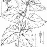 Odoratum Eupatorium Odorata Syn Chromolaena sketch template