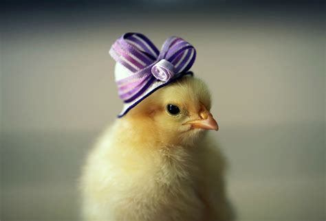 Ten Of The Cutest Chicks In Hats You Will Ever See In Your Life