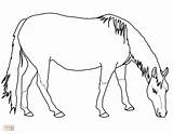 Horse Quarter Coloring Pages Color Getcolorings Printable sketch template