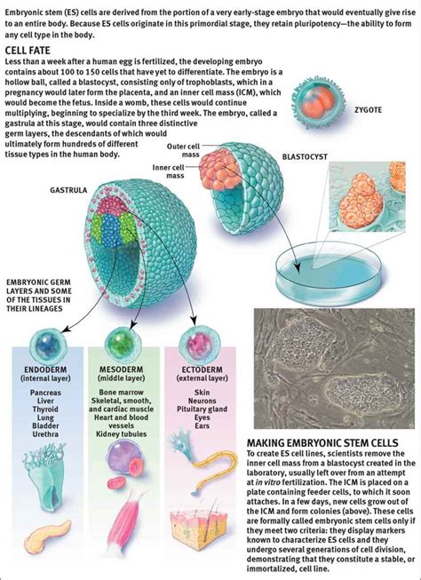 mechanisms  development embryogenesis  development mcat