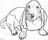 Dog Basset Hound Sitting Tongue Stick Its Vector Illustration Canine Animal sketch template