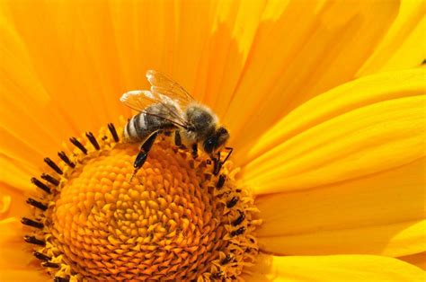 spreekbeurt bijen dierenwiki spreekbeurt bijen