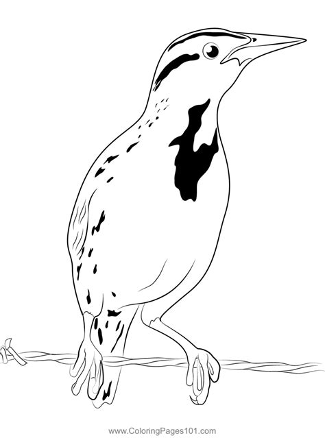 meadowlark young bird coloring page  kids   world