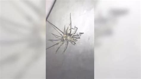 Giant Spiders Either Having Sex Or Eating Each Other Either Way It’s