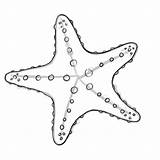 Starfish Outline Clipart Template Clipground sketch template