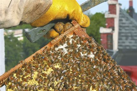 City Buzz Ted Goins Is An Urban Beekeeper On His Downtown Rooftop