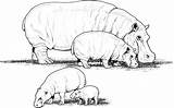 Hippo Coloring Pages Animals Wildlife Families sketch template