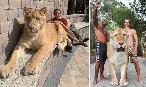 Lion Tiger Hybrid Weighing 705lbs Is Bred In South Carolina