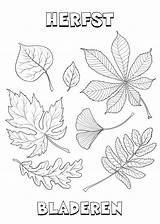 Herfst Herfstbladeren Vallende Herfstboom sketch template